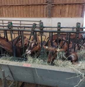 Chèvres - Caprins