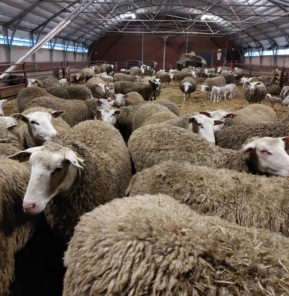 Moutons en bergerie