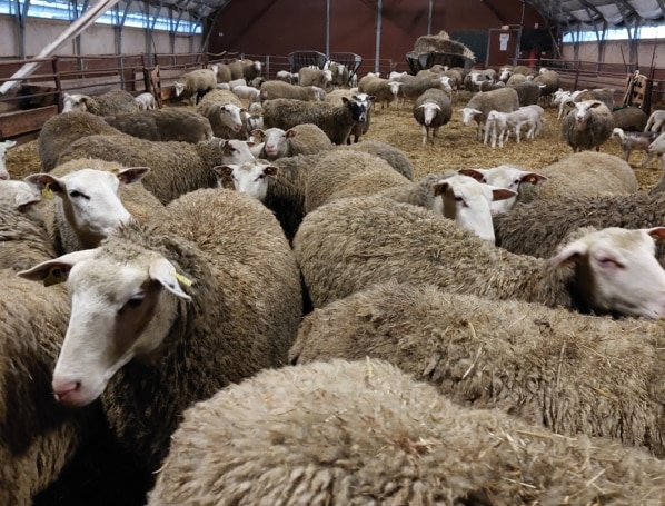 Moutons en bergerie