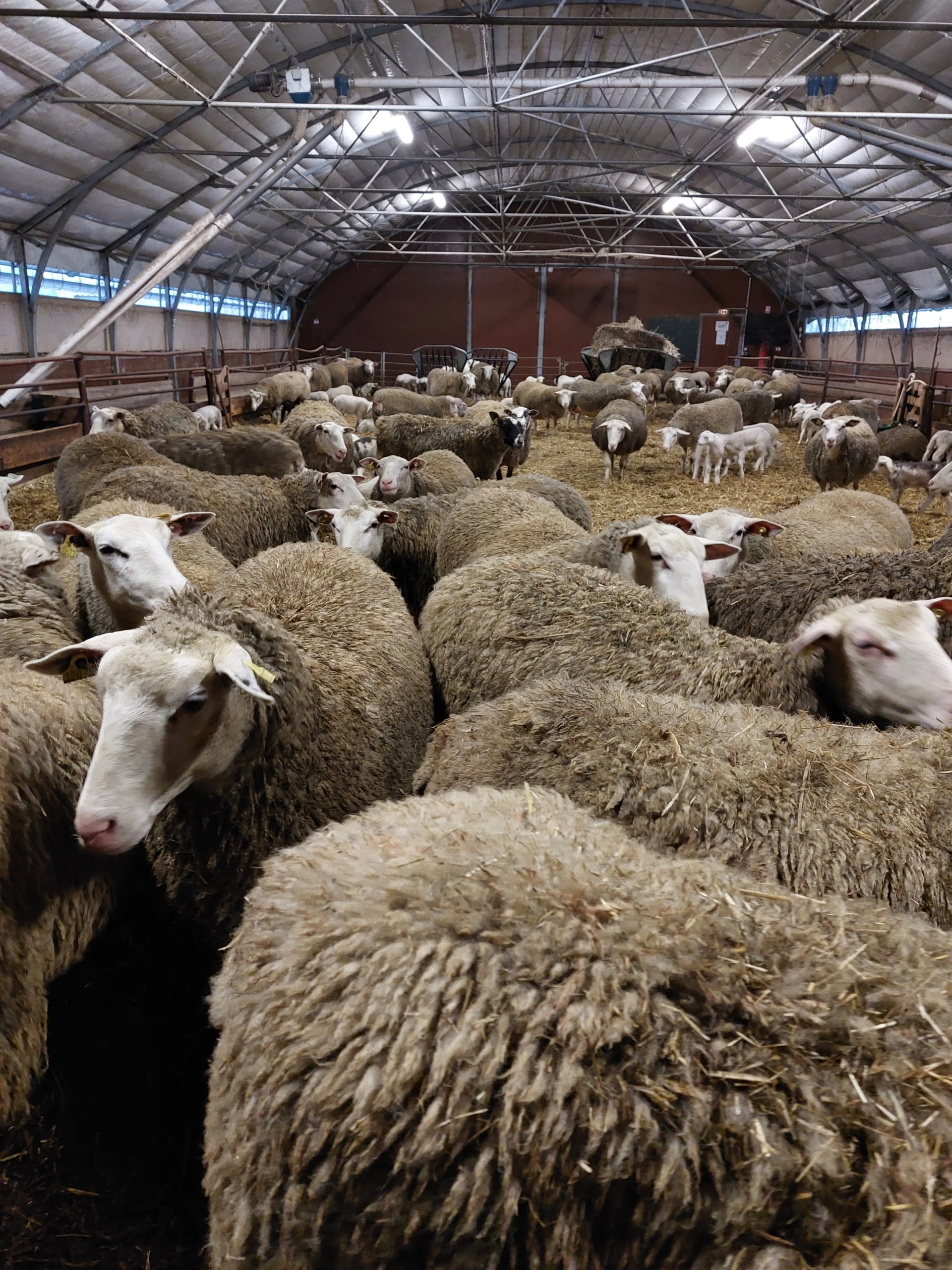 Journée partage et échanges autour du numérique en élevage ovin