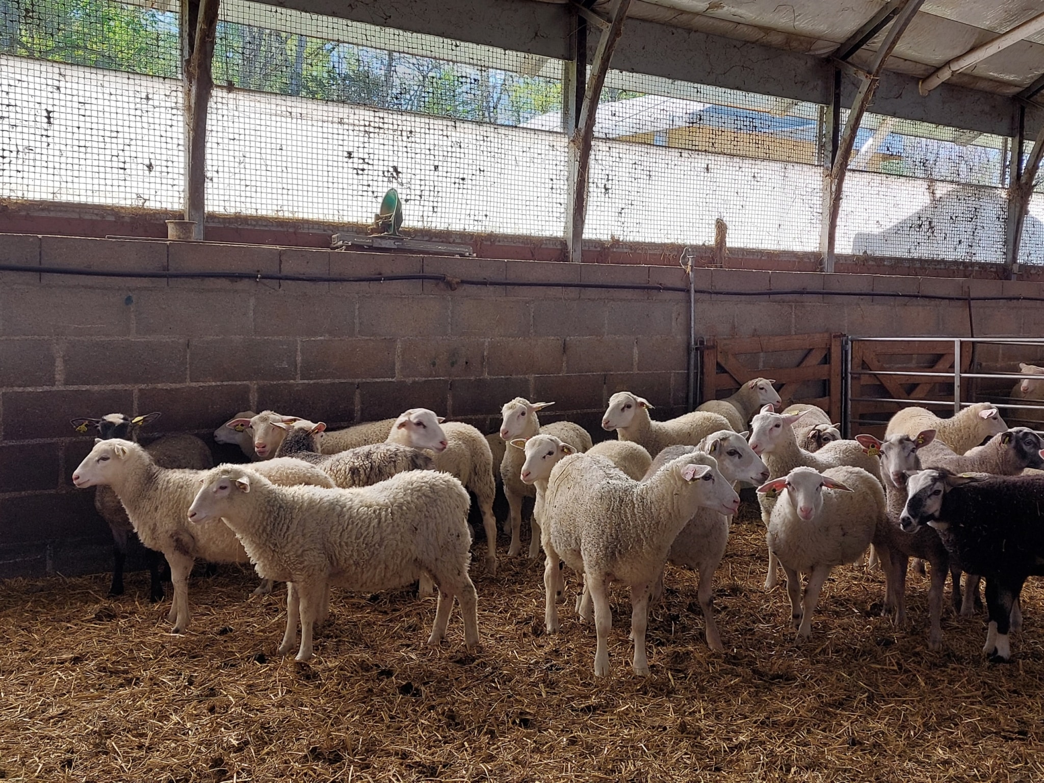 Section ovine GDS 28