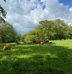 Vaches allaitantes plein air