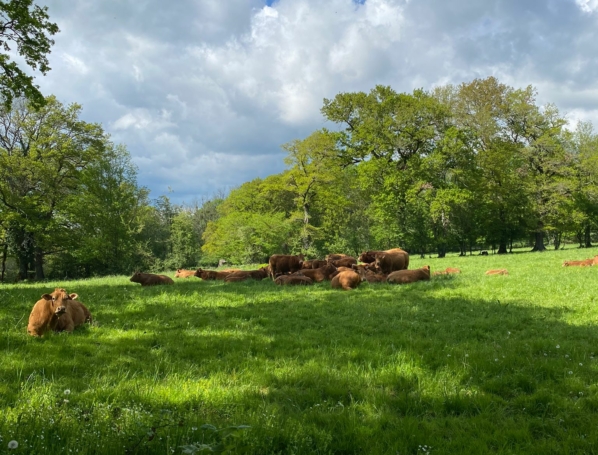 Vaches allaitantes plein air