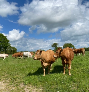 Vaches allaitantes plein air