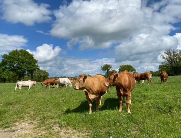 Vaches allaitantes plein air