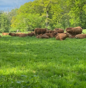 Vaches allaitantes plein air