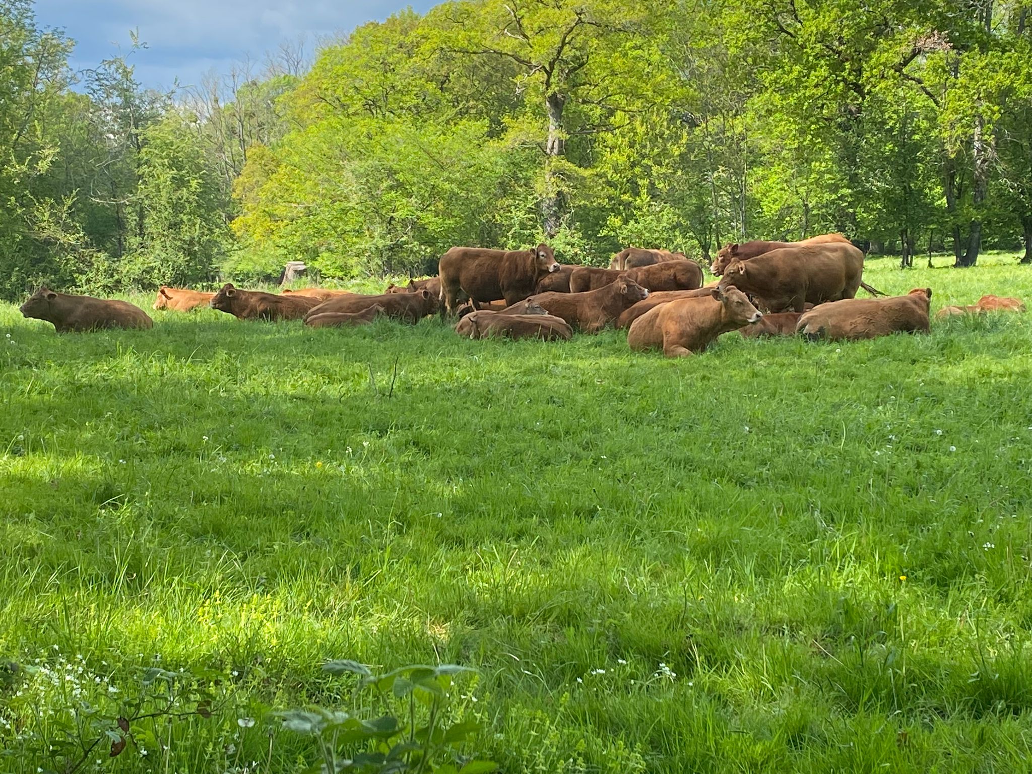 Vaches allaitantes plein air