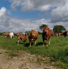 Vaches allaitantes plein air