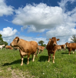 Vaches allaitantes plein air