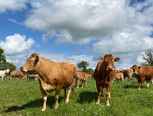 Vaches allaitantes plein air