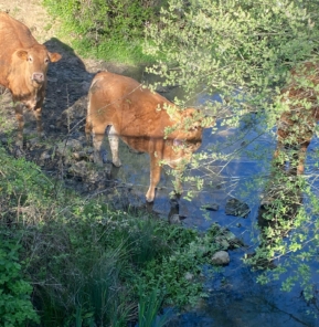 Vaches dans rivière