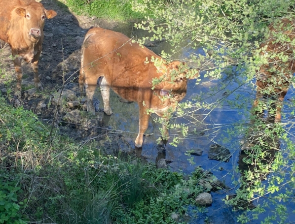 Vaches dans rivière