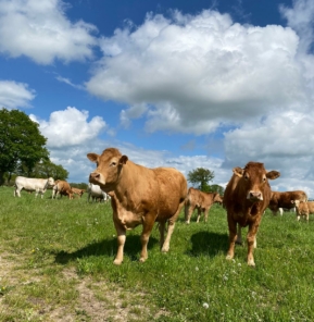 Vaches allaitantes plein air