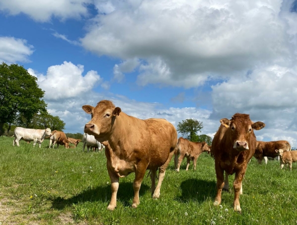 Vaches allaitantes plein air