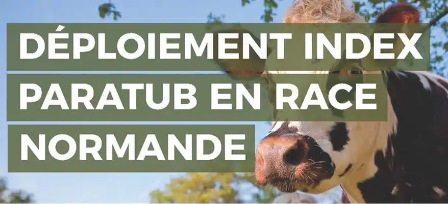 Déploiement index paratub en race Normande