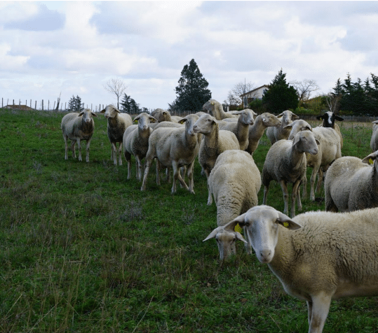 Connaitre les bonnes pratiques  pour l’engraissement des agneaux à l’herbe