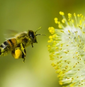 abeille fleur