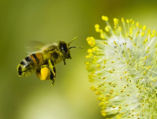 abeille fleur