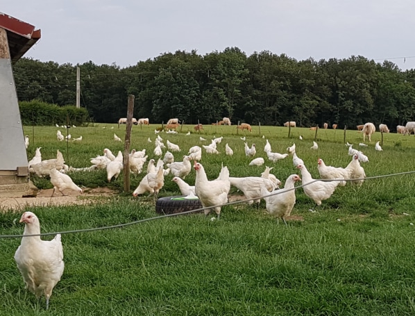 poulets bresse