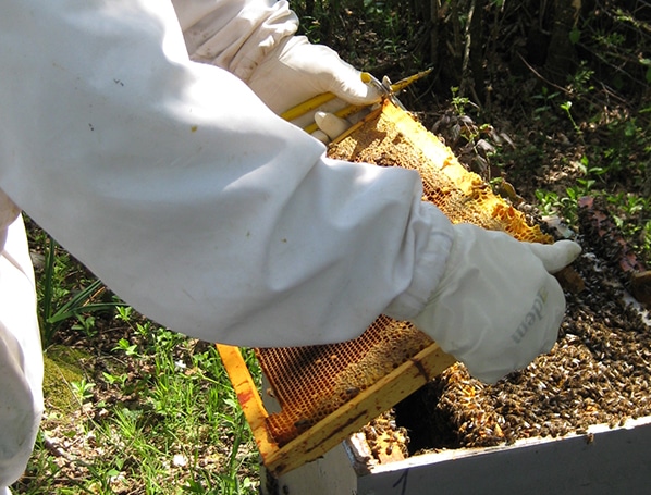 Gestion intégrée de lutte contre Varroa