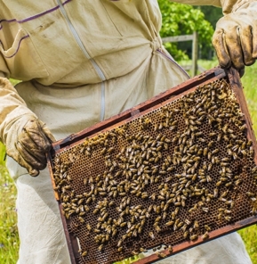 Cadre abeilles