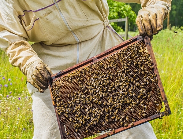 Cadre abeilles