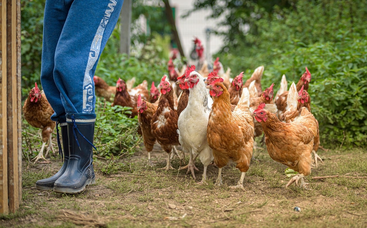 Formation : favoriser le bien-être animal de ses volailles