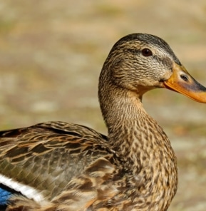 Canard