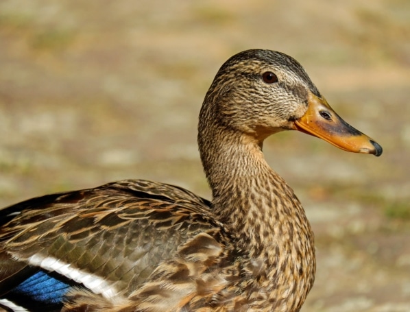 Canard