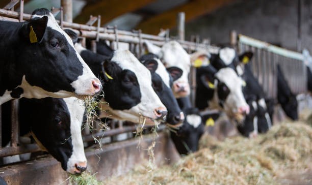 La filière bovine laitière face au climat de 2050 en Pays de la Loire et Centre Val de Loire